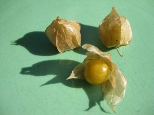 Husk cherries