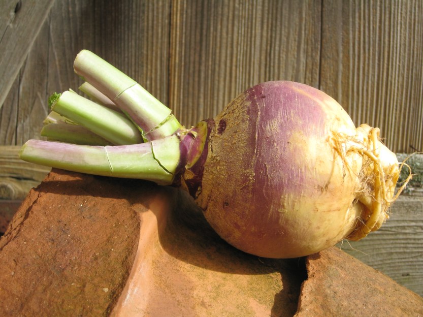 IMG_1635 rutabaga