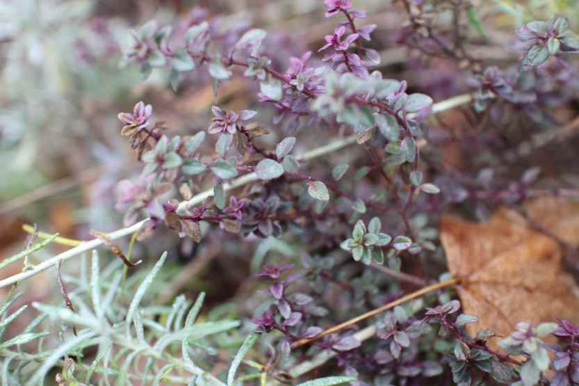 2013 0216 IMG_0396 Thyme