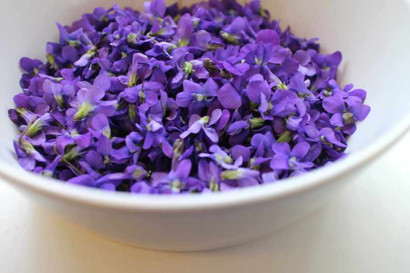 2013 0504 IMG_1351 Violets in bowl