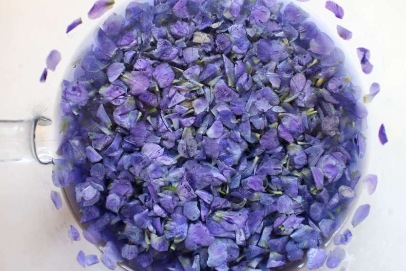 2013 0504 IMG_1416 Soaking violets