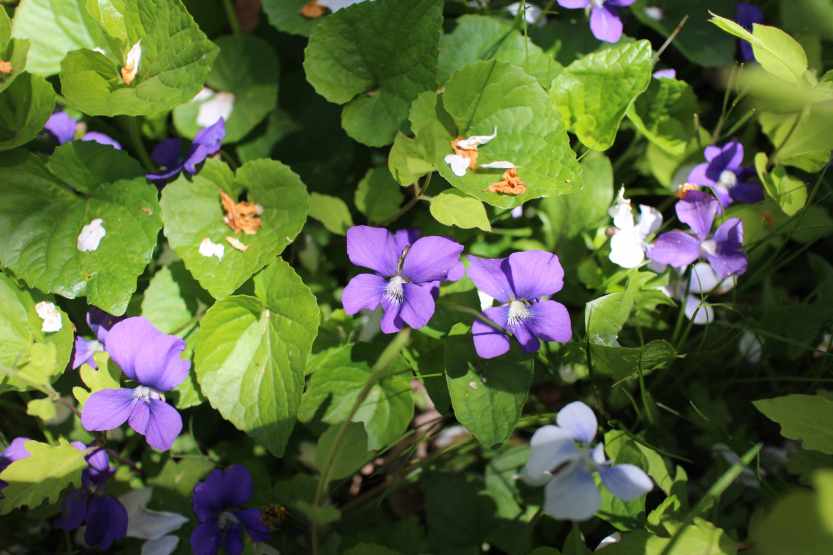 2013 0504 IMG_1563 Violets