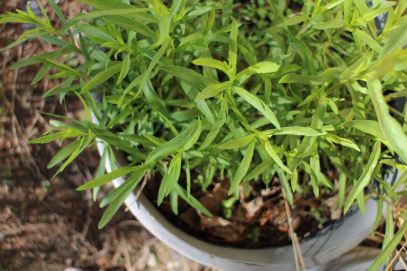 2013 0512 IMG_1619 Tarragon