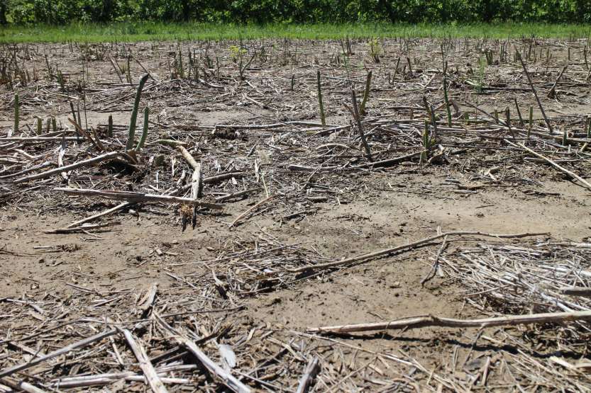 2013 0512 IMG_1733 asparagus field