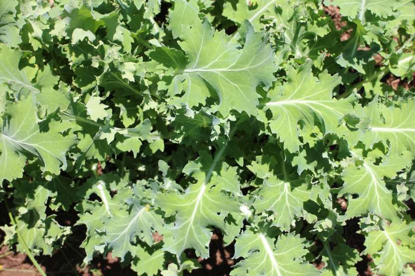 2013 0524 IMG_1699 Morningside kale