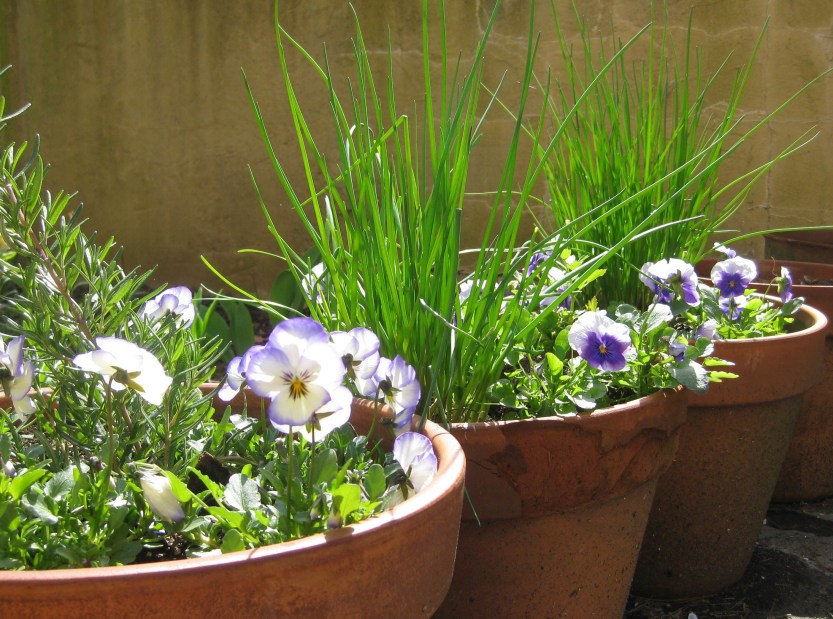 2013 0524 img_3901 herbs in pots