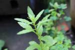 2013 0727 IMG_2278 Epazote growing in garden