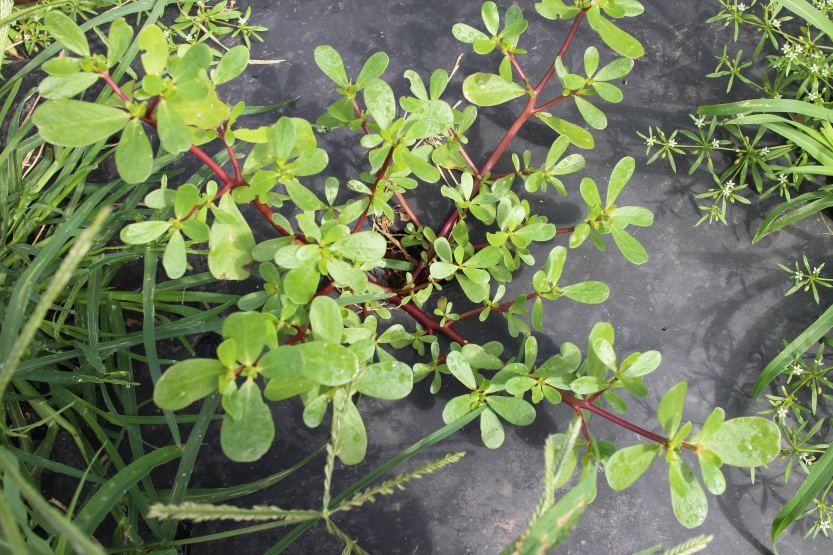 2013 0824 IMG_2513 Purslane in field