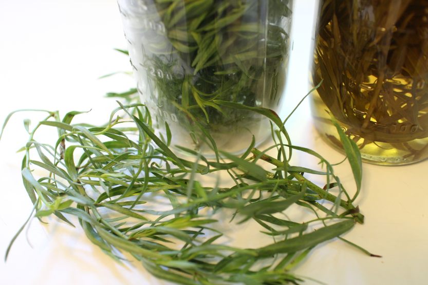 2013 0910 IMG_2801 tarragon vinegar