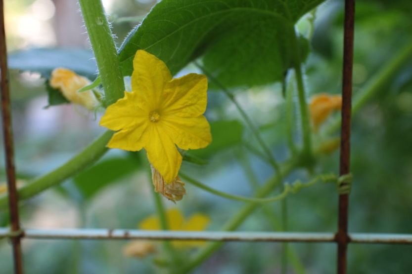 2014 0808 Dragon's Egg flower