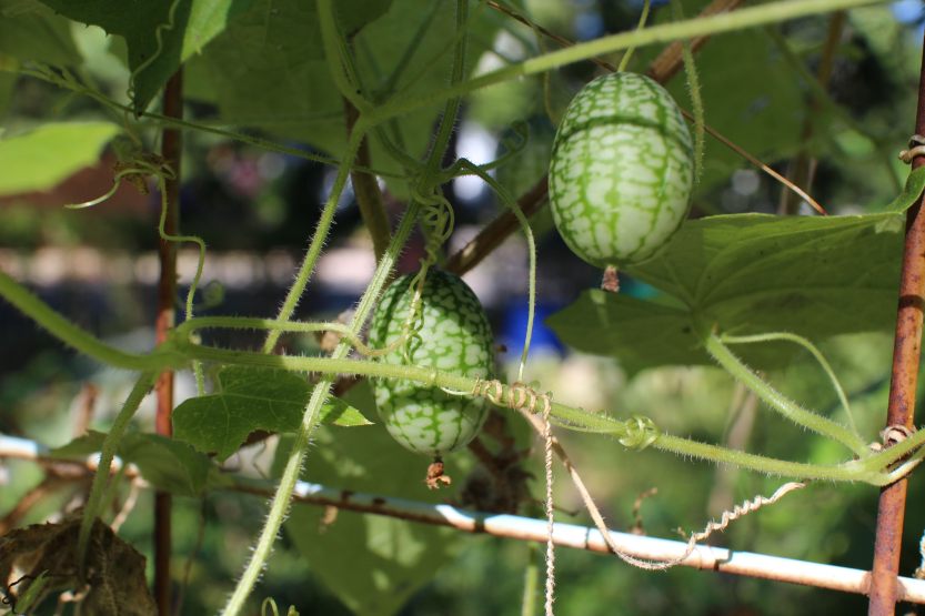 2014 0918 Sanditas on the vine