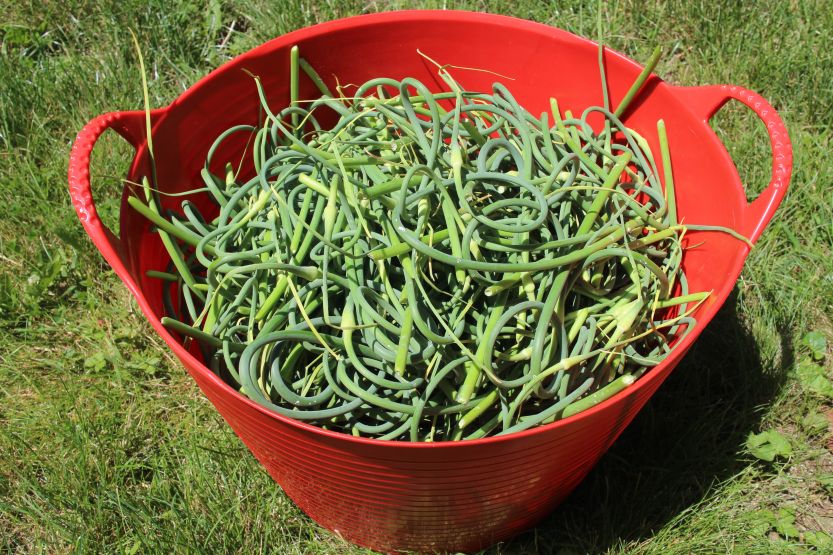 2017 0610 Bucket of Garlic Scapes