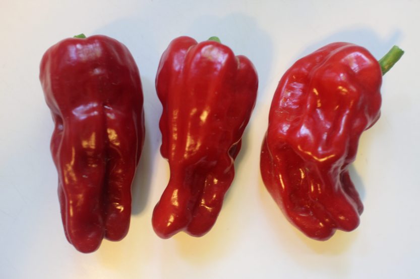 2017 1015 Aleppo peppers