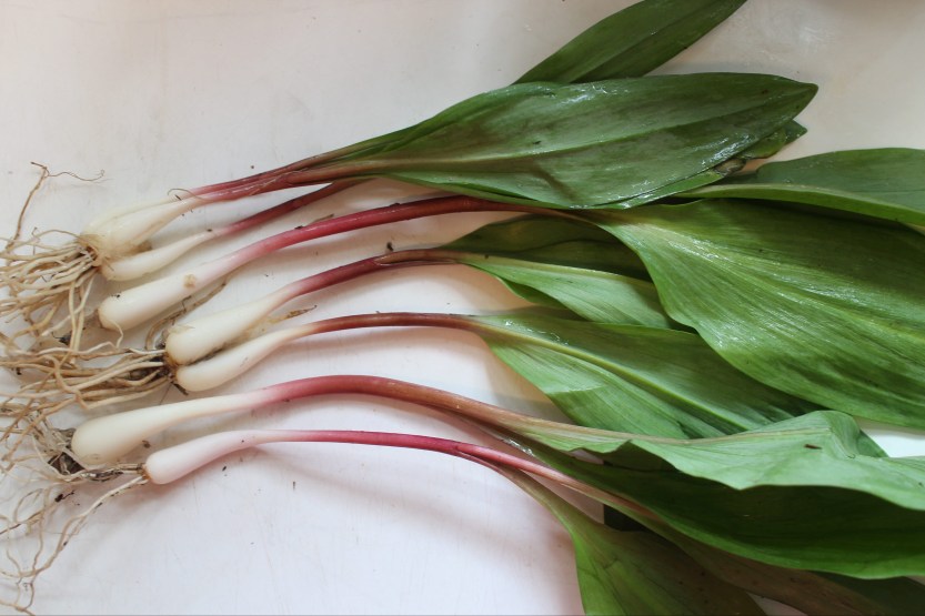 2018 0528 Ramps IMG_7672