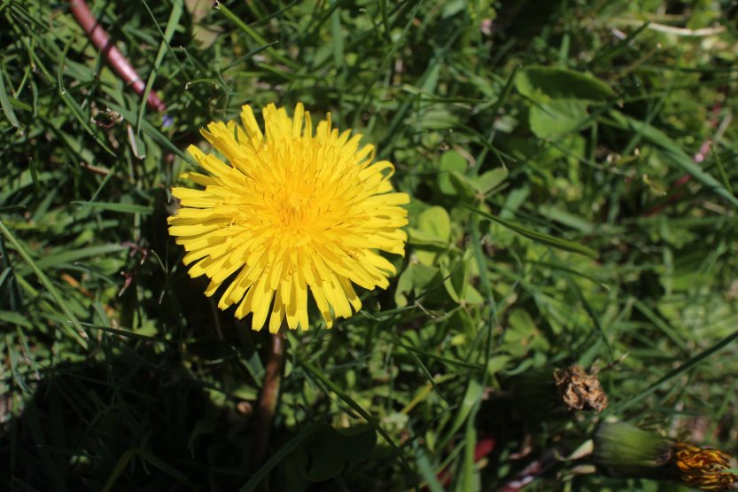 20200418 Dandelion Flower IMG_8153