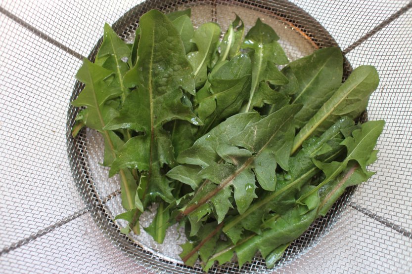 20200418 Washed Dandelion Leaves IMG_8165